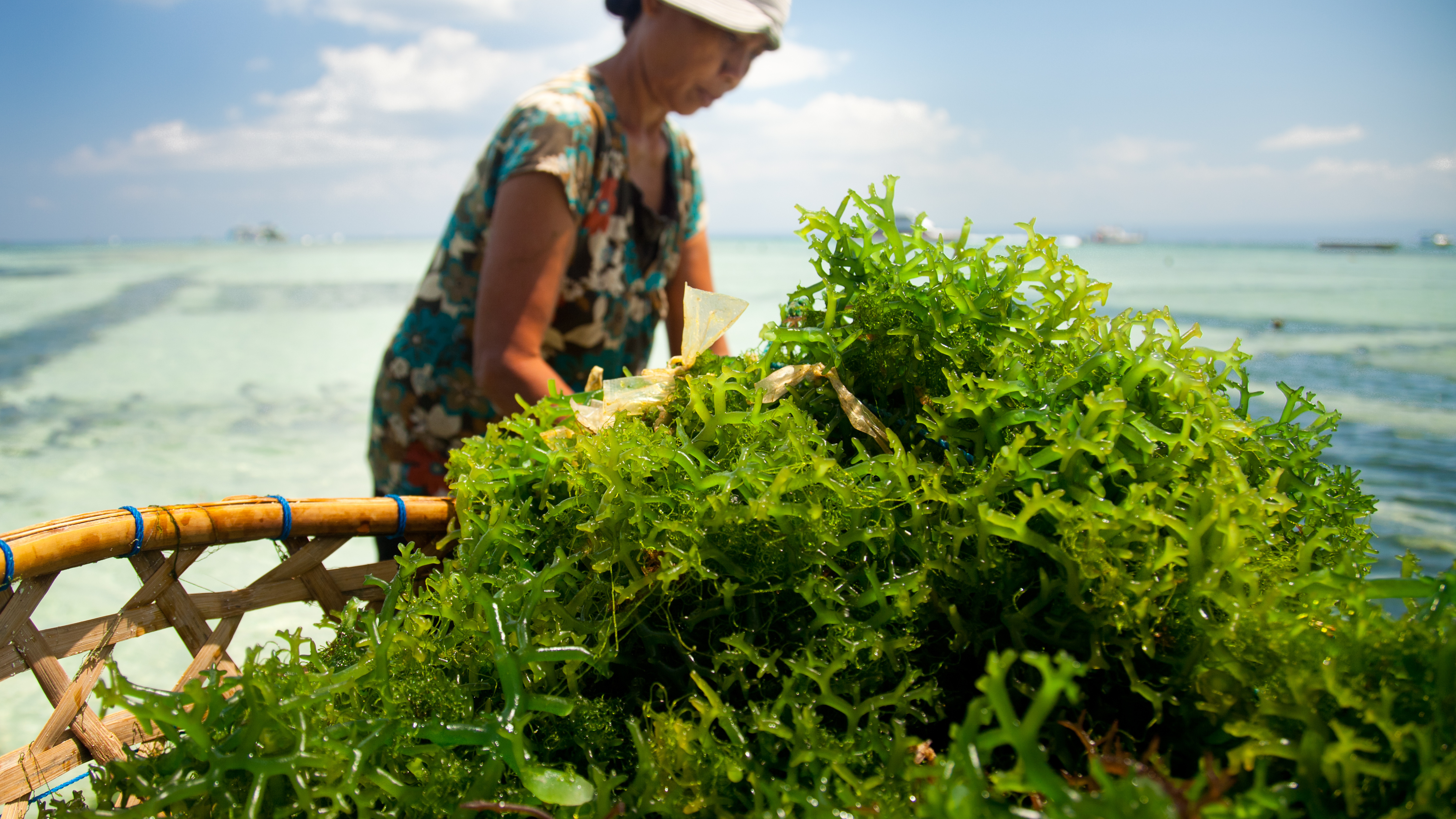 Kelembagaan Rumput Laut
